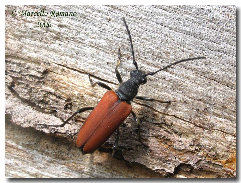 Insetti del Parco Adamello Brenta (TN): immagini e appunti